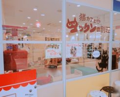 横浜の猫カフェ コックンの別荘