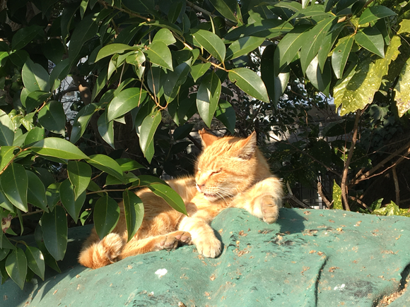 多摩川沿いに居た猫