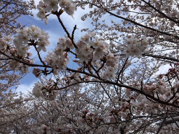 都築中央公園の桜